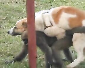 Собака трахает макаку, любительское зоо порно с обезьяной